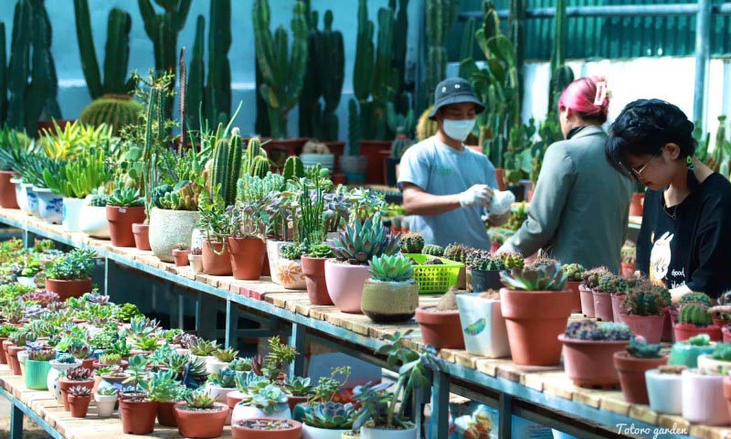 Kinh doanh cây cảnh để bàn là một hướng đi tốt