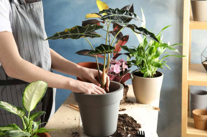 Phải nắm được kỹ thuật chăm sóc cây cảnh