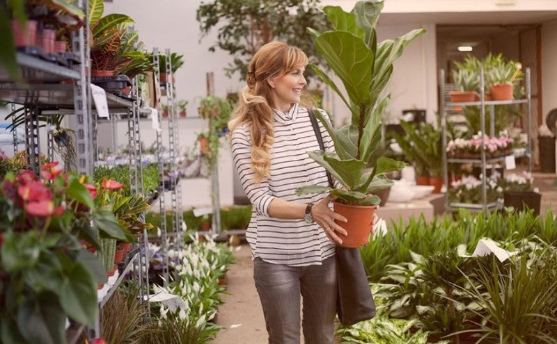 Mua đi bán lại cây cảnh sẽ đạt được kết quả tốt nếu bạn chọn được nguồn hàng đảm bảo