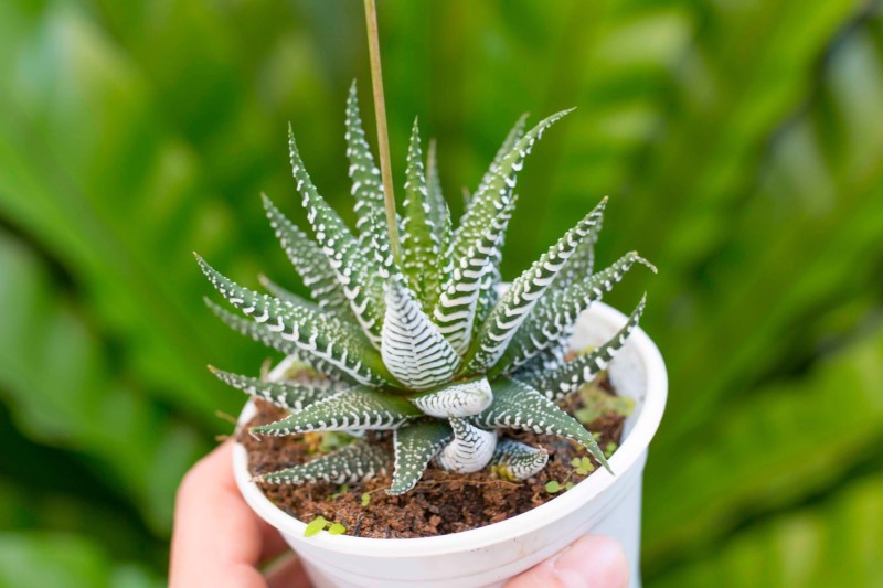 Sen Đá Móng Rồng khá dễ chăm sóc