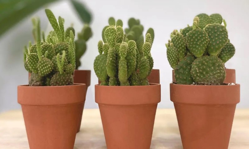Xương rồng tai thỏ mang hình dáng dễ thương