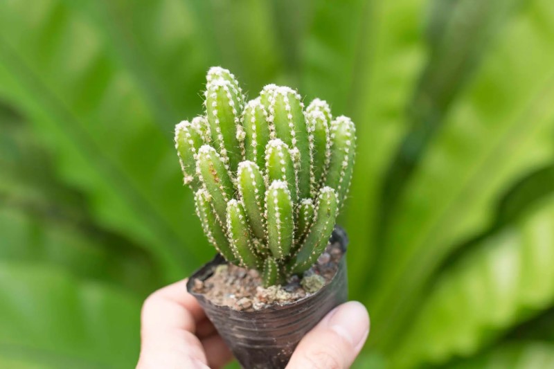 Xương rồng thanh sơn rất dễ sinh trưởng