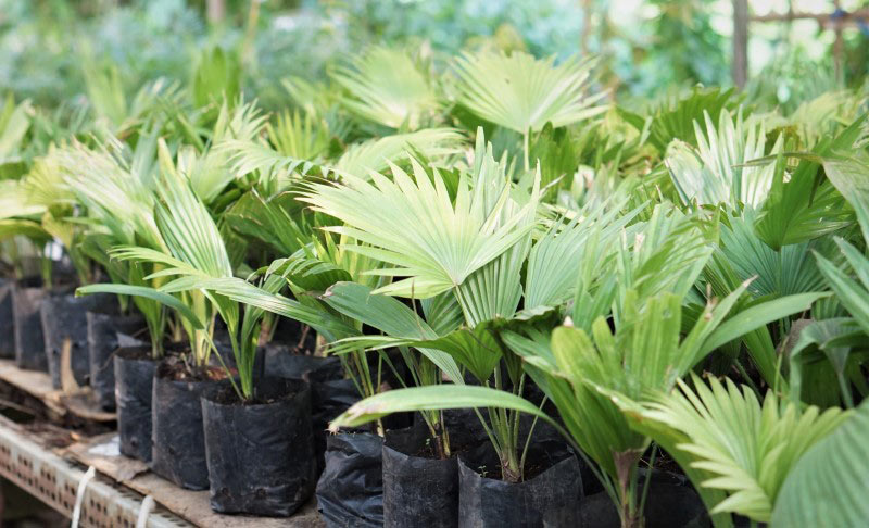 Cây cọ cảnh để bàn có sức sống rất mãnh liệt