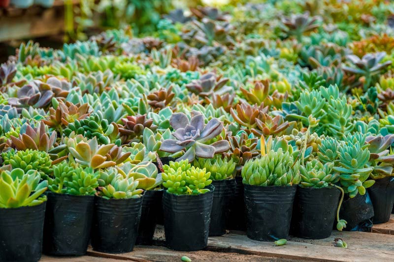 Nguồn hàng cây cảnh mini uy tín sẽ giúp bạn tiết kiệm được tiền vốn