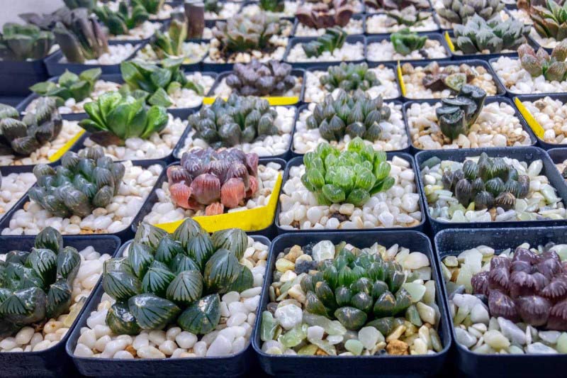 Sen đá kim cương rất được ưa chuộng