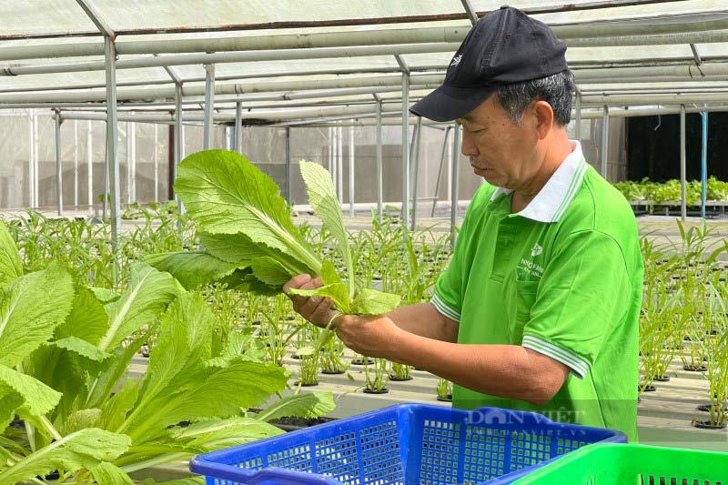 Nhân viên chăm sóc trang trại rau hay cây cảnh