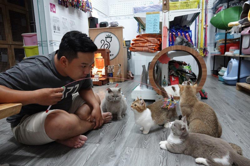 Nuôi mèo kiếm tiền