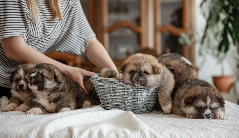 Mua bán thú cưng có thể là một cơ hội thú vị và tiềm năng cho bạn