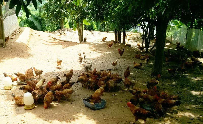 Mô hình nuôi gà thả đồi là một phương án khác biệt so với việc nhốt gà trong chuồng