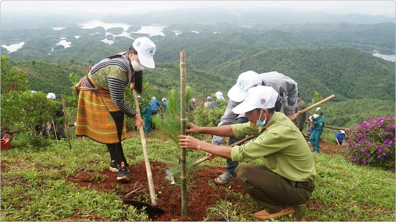 Phát triển trồng rừng là một ý tưởng tốt để thúc đẩy phát triển kinh tế trong vùng núi