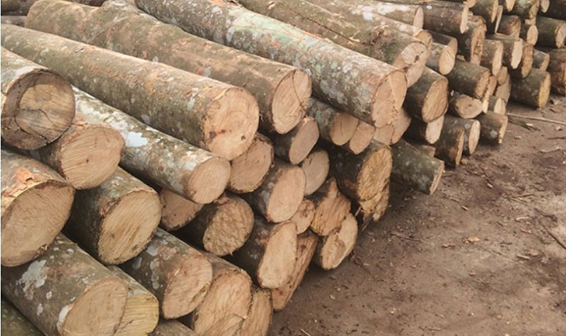 Cây keo lai, một loại cây phát triển nhanh trên hầu hết các loại đất của nước ta, đặc biệt thích hợp cho đất miền núi