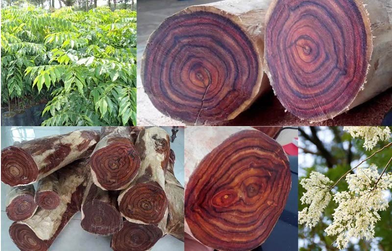Làm giàu từ trồng cây gỗ quý dài hạn