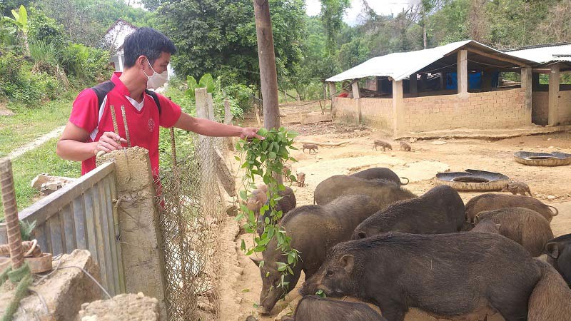Mô hình nuôi lợn rừng đã mang lại thu nhập cao cho các hộ gia đình xây dựng trang trại nuôi ở các vùng miền núi