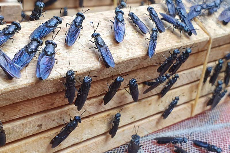 Mô hình nuôi ruồi lính đầu đen đang là một trong những cách mới nhất và dễ nhất để kiếm tiền nhanh chóng