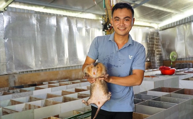 Mô hình nuôi dúi là một lựa chọn phát triển đã được sử dụng từ lâu, đặc biệt là ở vùng quê đồi núi