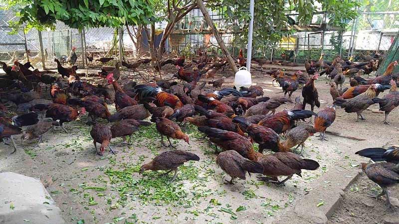 Ở vùng đồi núi, bạn có thể tận dụng tài nguyên tự nhiên để mở trang trại nuôi gà rừng