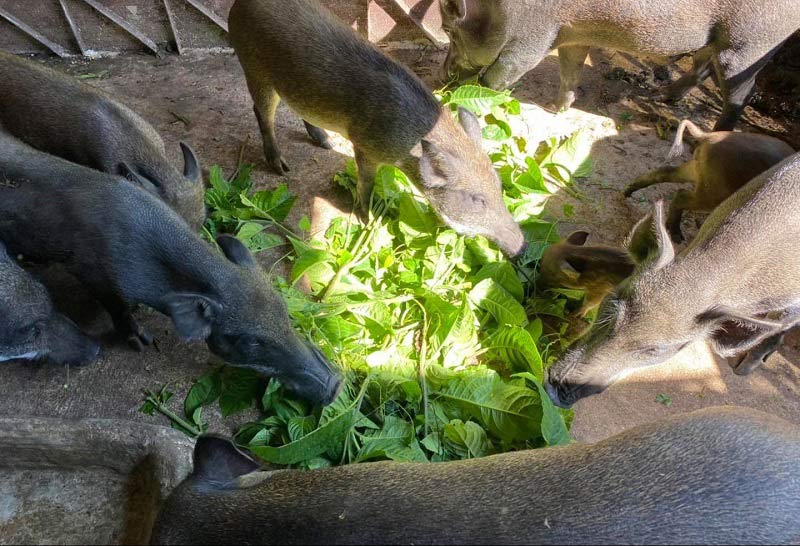 Ở quê nên kinh doanh gì? - Nuôi Heo Bằng Trà Xanh