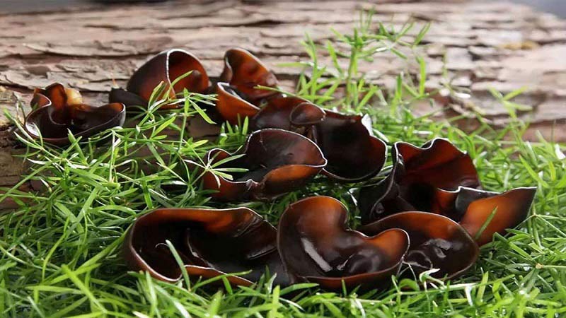 Mộc nhĩ đen, hay còn được gọi là nấm mèo, là một loại nấm giàu dinh dưỡng