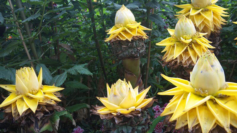 Chuối tài lộc là loại chuối cảnh thuộc họ chuối hoa lan Lowiaceae, có nguồn gốc từ Trung Quốc và một số nước Tây Nam châu Á