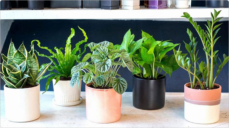Một ý tưởng kinh doanh độc đáo khác là bán cây cảnh mini