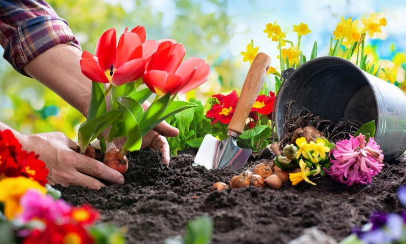 Ngành nghề trồng cây cảnh và hoa lá thật sự là một lựa chọn tuyệt vời