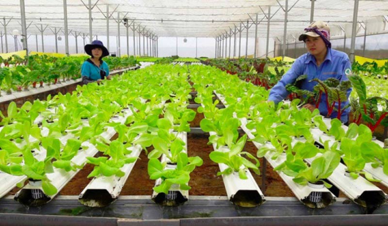 Thực phẩm sạch ngày càng được ưa chuộng khi người tiêu dùng quan tâm đến sức khỏe